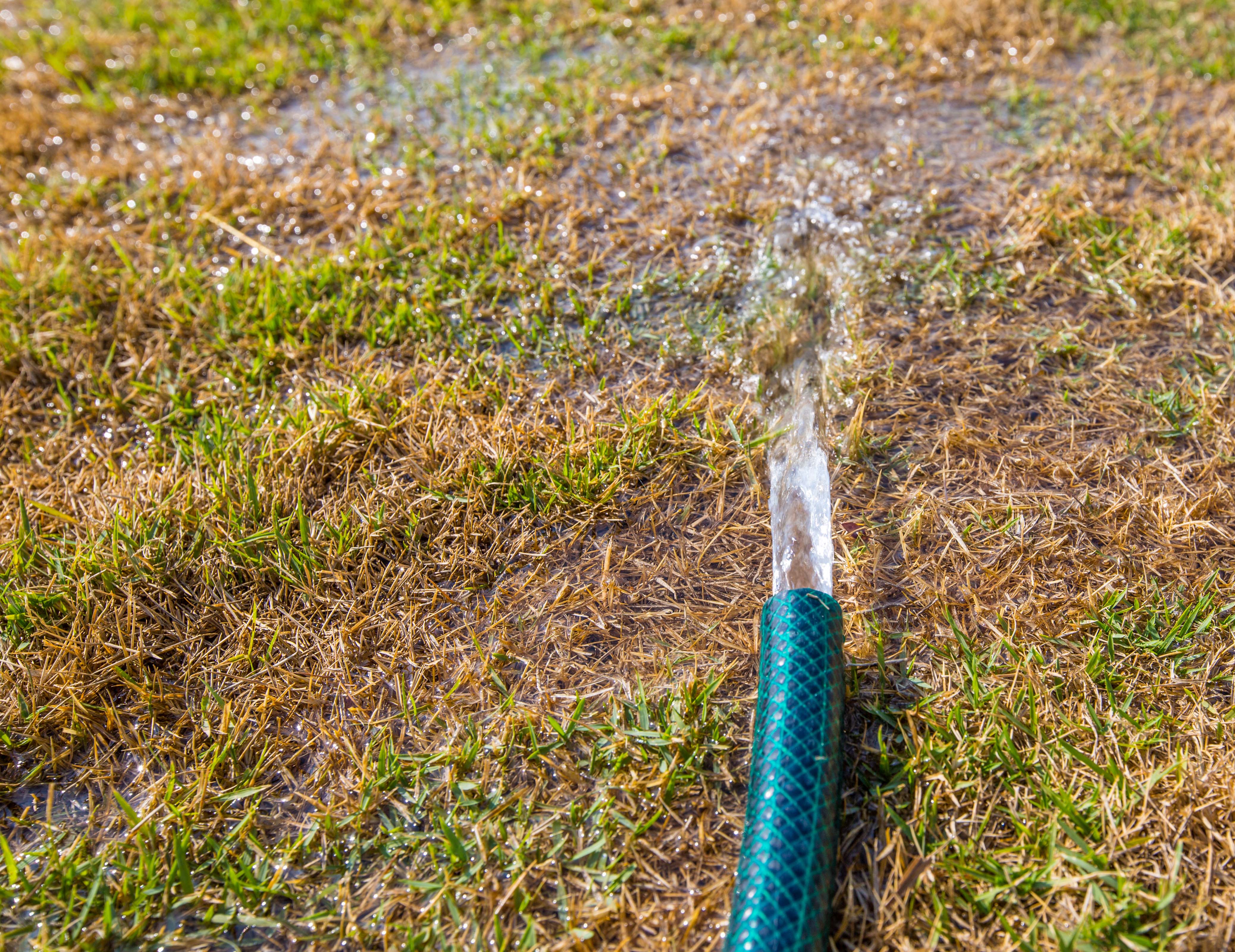 Recently introduced law bans ‘non-functional’ natural grass in Nevada